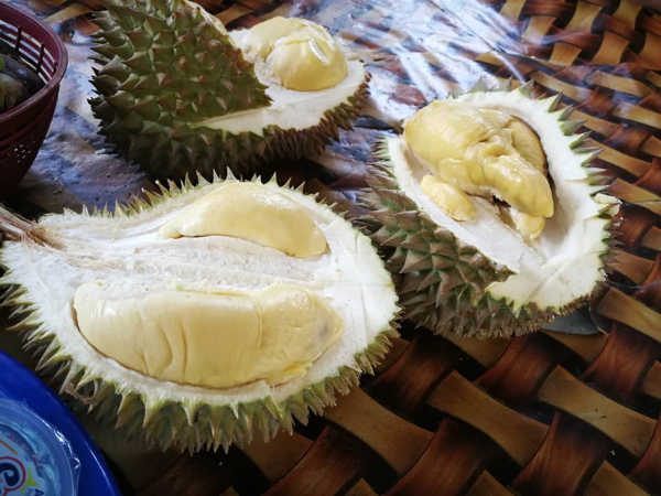 Durian Tasting At 8321 Durian Plantation, Penang
