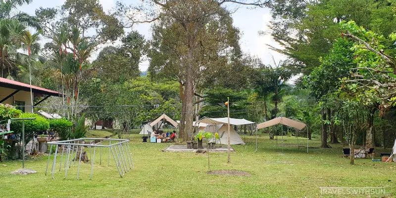 Durian Trees On The Grounds Of The Little Habitat Camping Site In Bentong