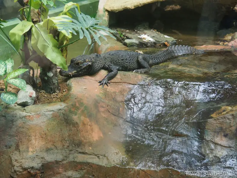 Dwarf Crocodile At The National Zoo Of Malaysia