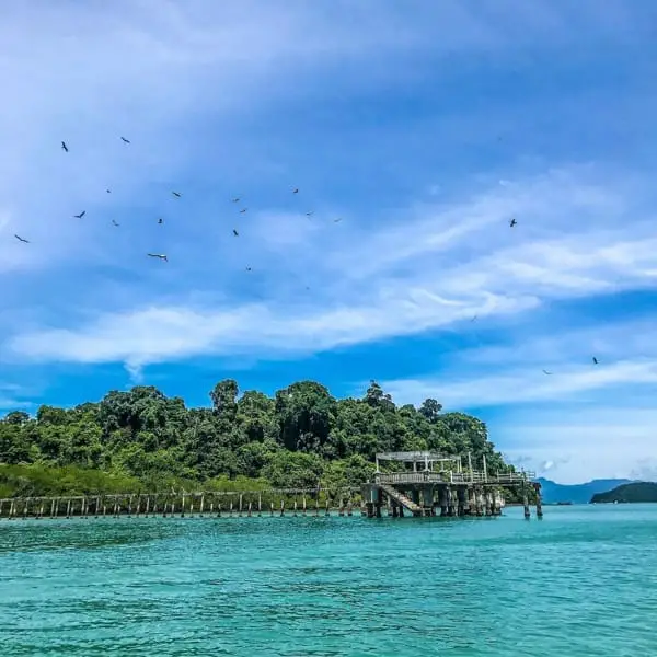 浮罗交怡Pulau Beras Basah的老鹰喂食活动