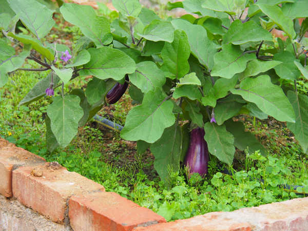 Eggplants (aubergine) At Agro Technology Park MARDI Cameron Highlands