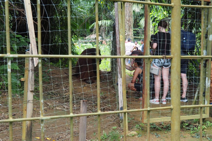 Electric Inner Fences At Orangutan Island
