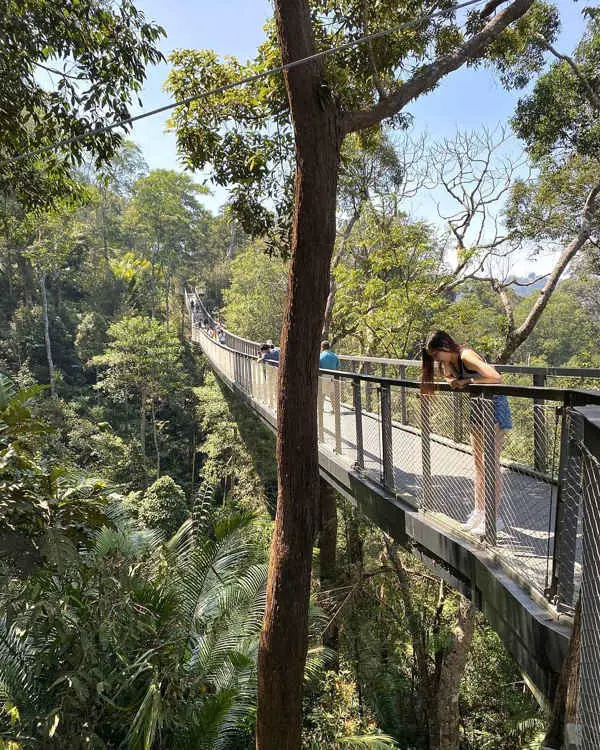 Enjoy Views Of The Forest Below From The Canopy Walk At The Habitat