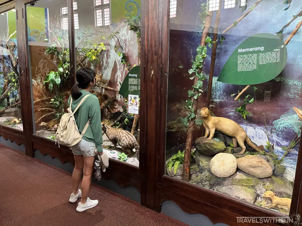 Exhibits At The Nature Gallery In Perak Museum, Taiping