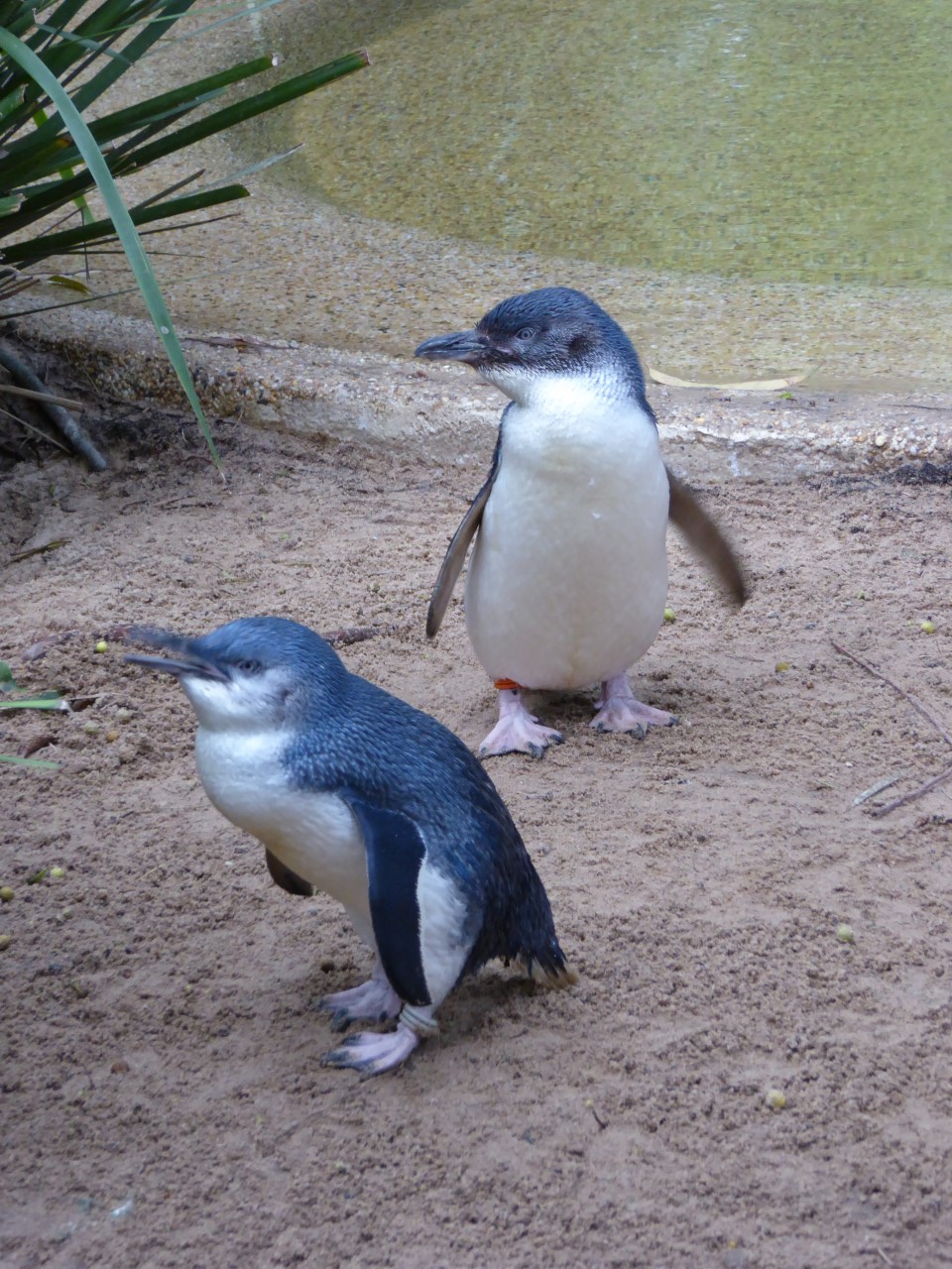 Fairy penguin (Featherdale wildlife park)