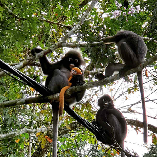 Family Of Dusky Leaf Monkeys At Penang Botanic Gardens