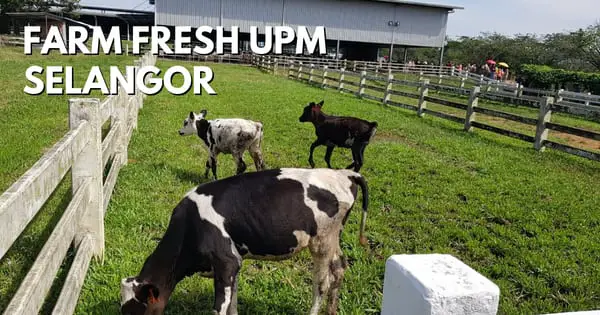 Farm Fresh At UPM – Top 10 Family-Friendly Things To Do
