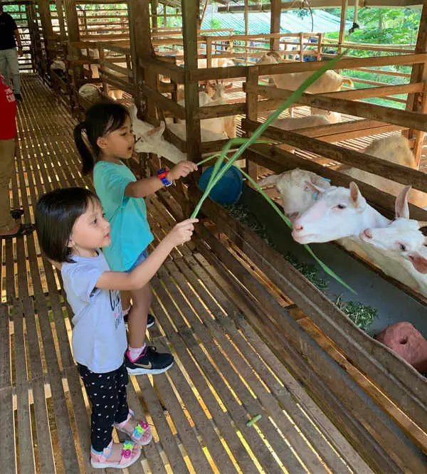 Feed The Goats At Saanen Goat Farm At Balik Pulau, Penang