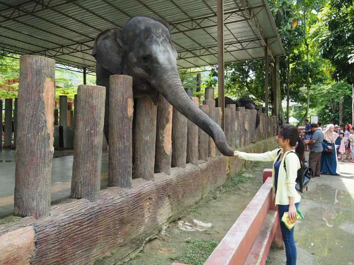 Feed elephants at Kuala Gandah Elephant Sanctuary in Lanchang, Pahang - more on how you can go here on www.travelswithsun.com
