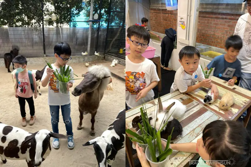 Feeding The Goats And Ponies At Luck Bros Kota Damansara