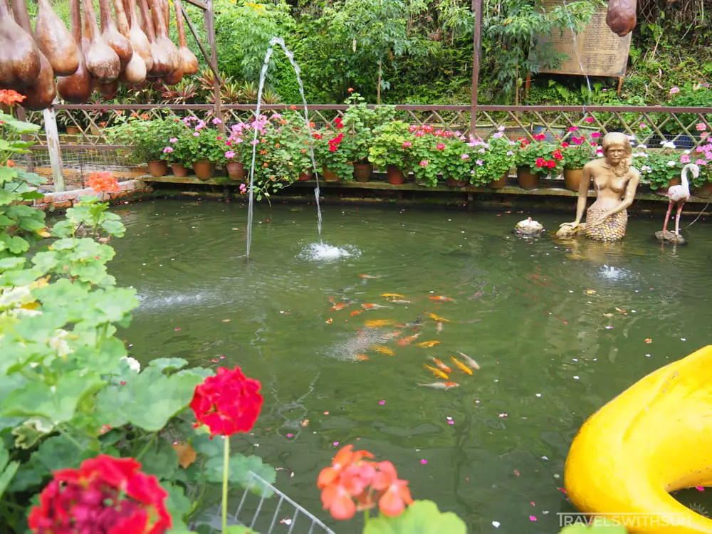 Fish Pond At Rose Valley In Cameron Highlands
