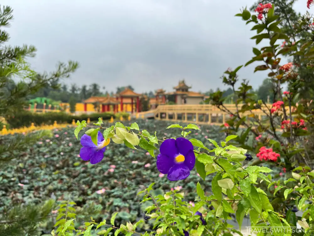 Flowers At Seen Hock Yeen Confucius Temple In Chemor, Perak
