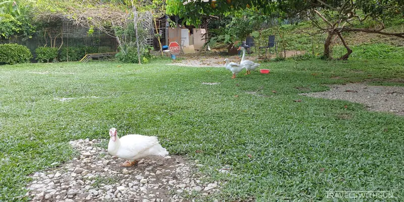 Free Roaming Ducks At Kebun Kebun Bangsar