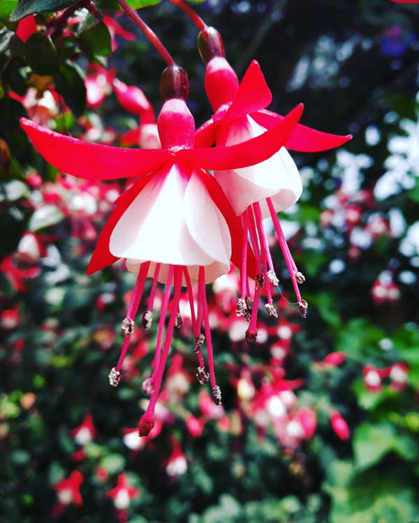 Fuchsia Patio Fairy Flowers In Red And White At O&R Garden Cameron Highlands