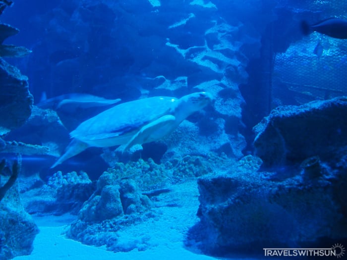 Green Sea Turtle At Aquaria KLCC