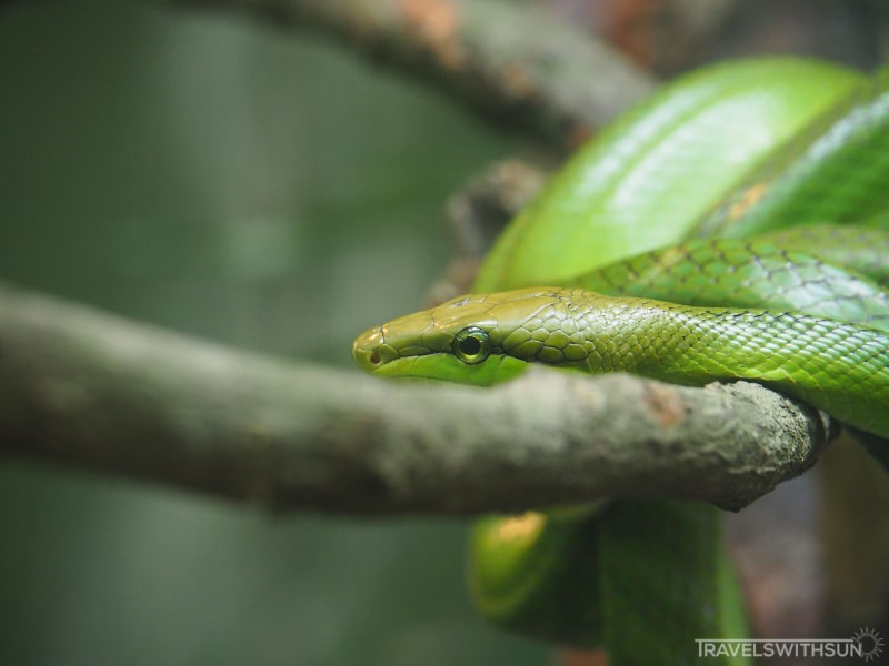 Green Snake At Zoo Negara Malaysia
