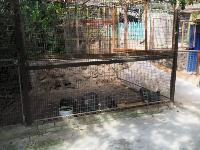 Guineafowl Enclosure At O&R Garden
