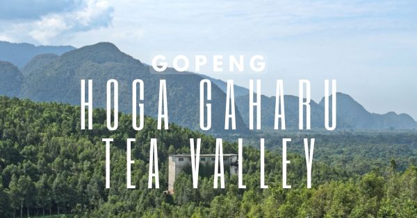 HOGA Gaharu Tea Valley Gopeng: Another Place For Tea Lovers