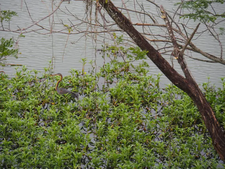 Heron wading in Kinta Nature Park