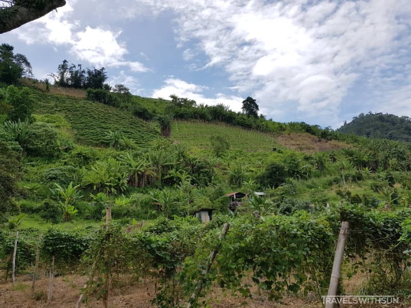 Hillside Vegetable Plots At Camperz Hideout In Bentong