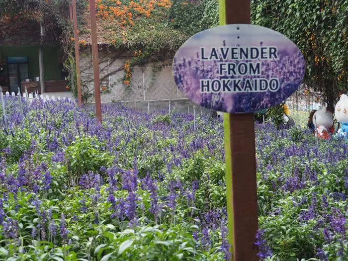 Hokkaido Lavender At Lavender Garden In Cameron Highlands