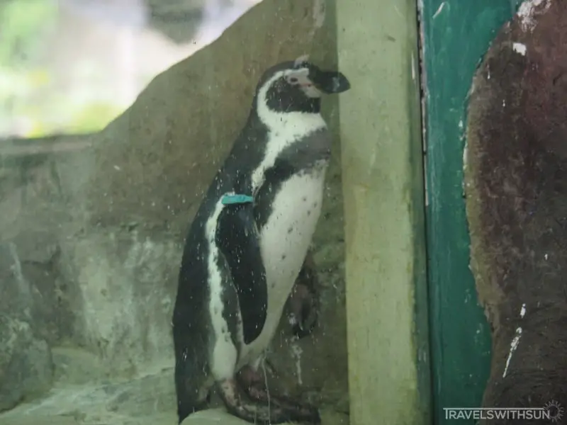 Humboldt Penguin At Zoo Negara Malaysia