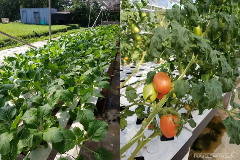 Hydroponic Grown Veggies And Tomatoes At Farm Fresh UPM