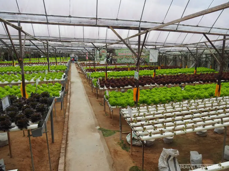 Hydroponic Vegetable Section At Big Red Strawberry Farm