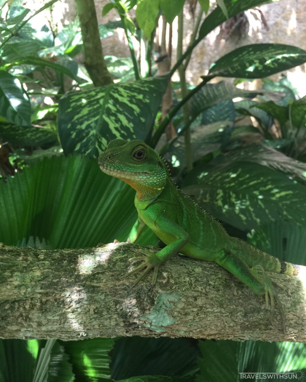 Iguana Perching On A Branch At Entopia By Penang Butterfly Farm