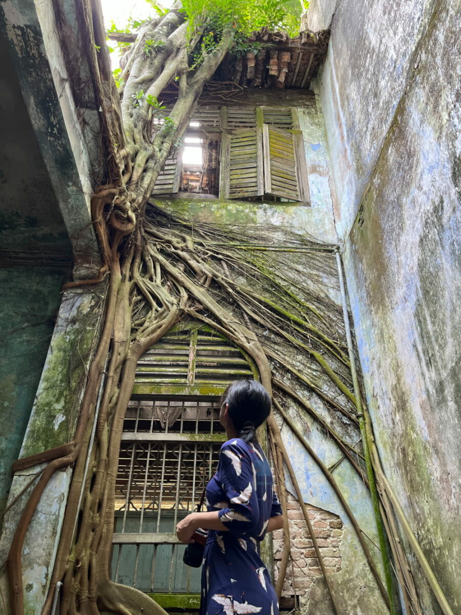 Impressive Root System On A Wall At Papan Village In Pusing, Perak