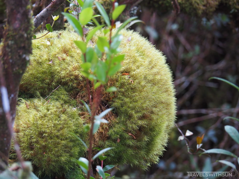 Interesting Moss Formation Seen At Coral Hill, Brinchang