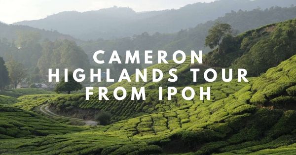 visit cameron highlands from ipoh