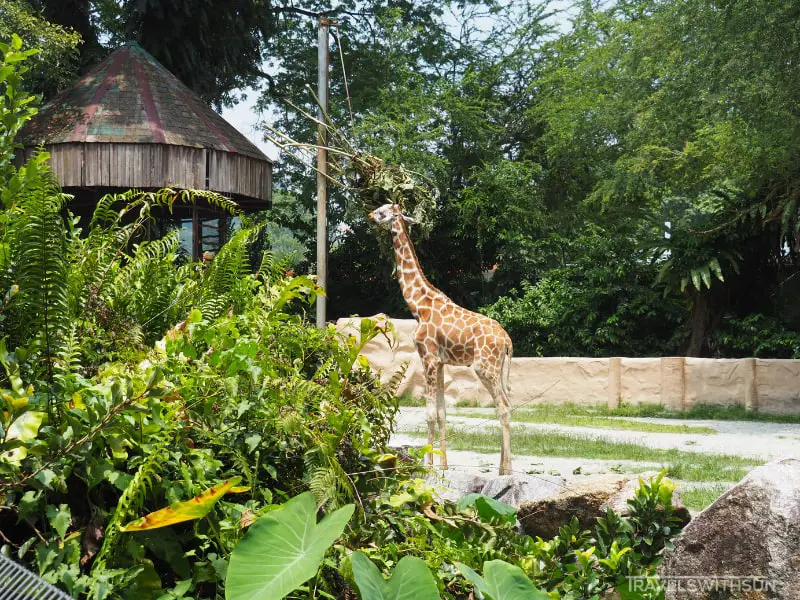 Juvenile Giraffe Feeding At Zoo Negara Malaysia