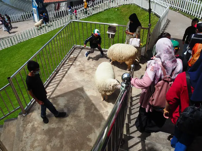 Kid Getting Squemish About Sheep At The Sheep Sanctuary In Cameron Highlands