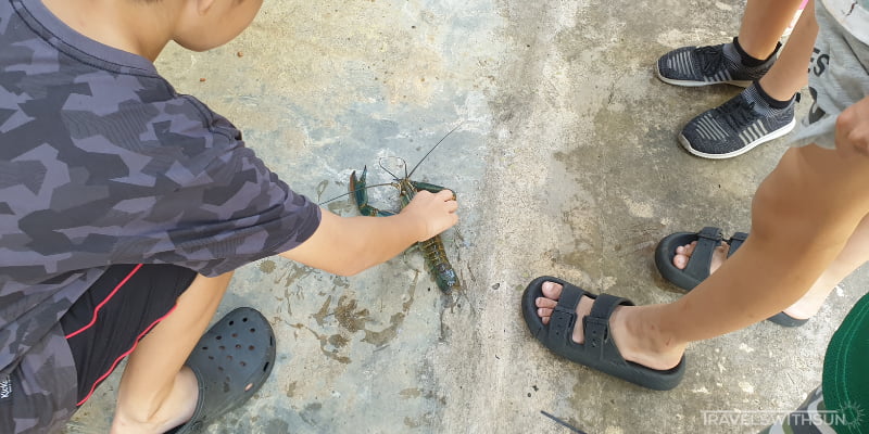 Kids Handling A Giant Crayfish At The Little Habitat Camping Site, Bentong