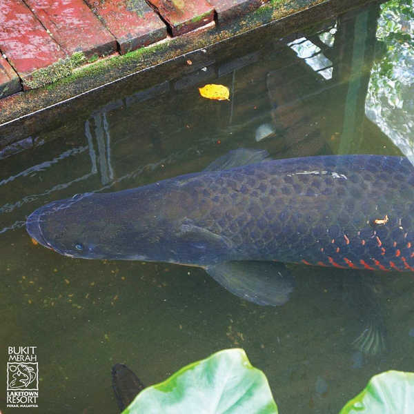 Large Arapaima Fish At Bukit Merah Resort