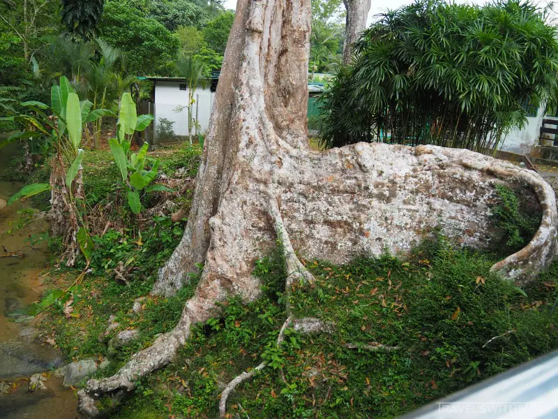 Large Butress Roots At Penang Botanic Gardens