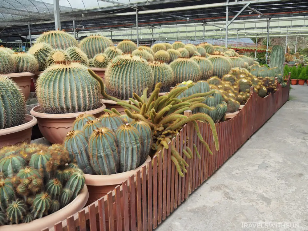 Large Cacti At Cactus Point, Brinchang