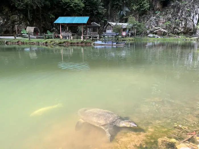 Large Turtle In The Lake At Qing Xin Ling Leisure & Cultural Village