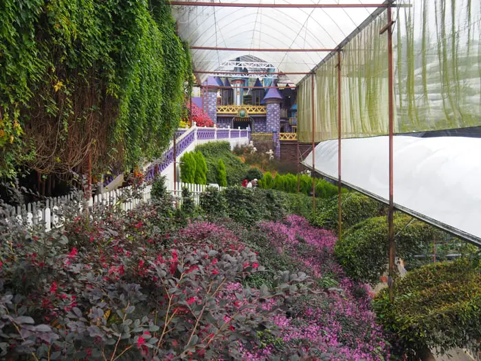 Lavender Garden Has Walkways And Is Fully Sheltered From The Rain