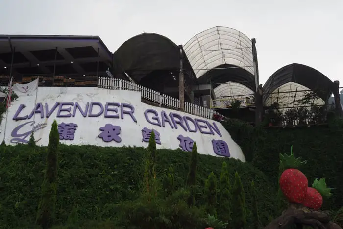 Lavender Garden In Cameron Highlands