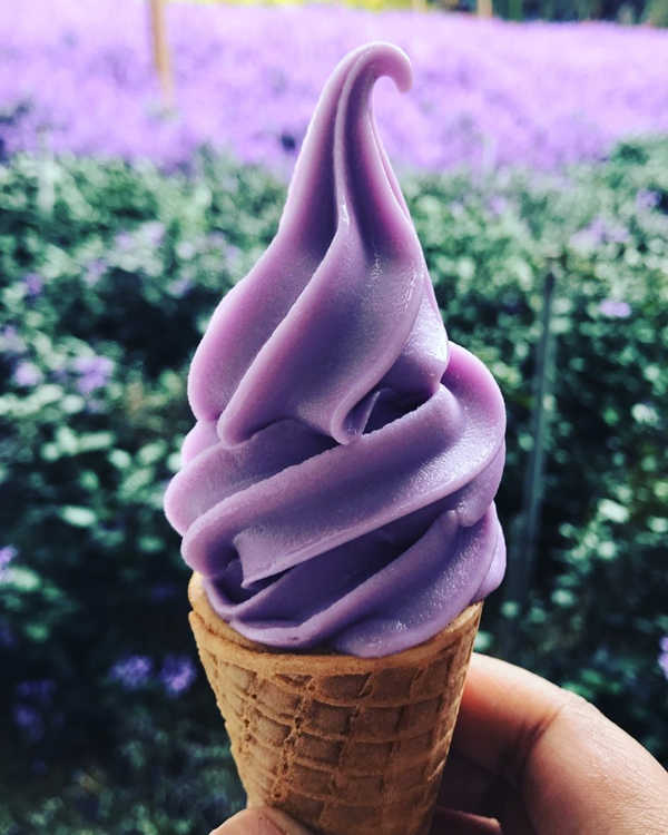 Lavender ice cream sold at Lavender Garden