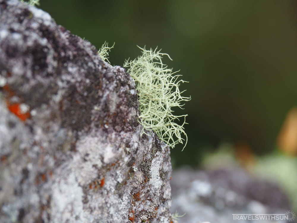Lichen Growing On A Rock At Coral Hill, Brinchang