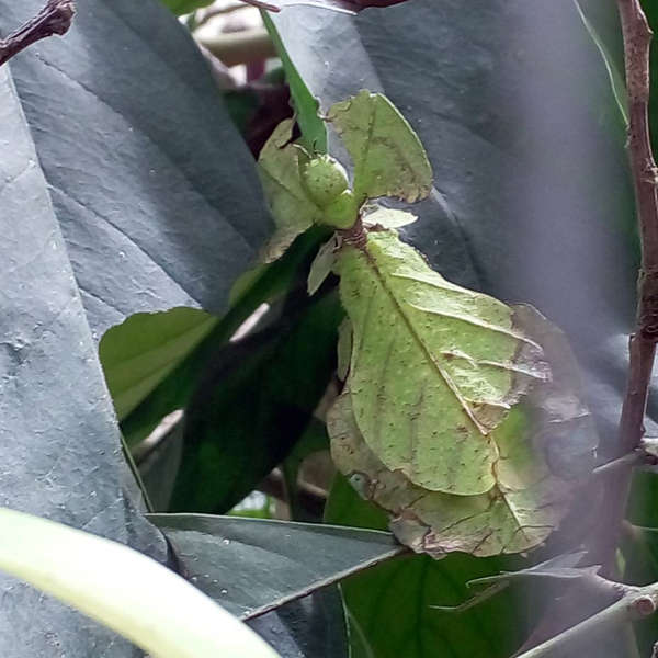 Life Leaf Insect From The Phylliidae Family In Its Enclosure