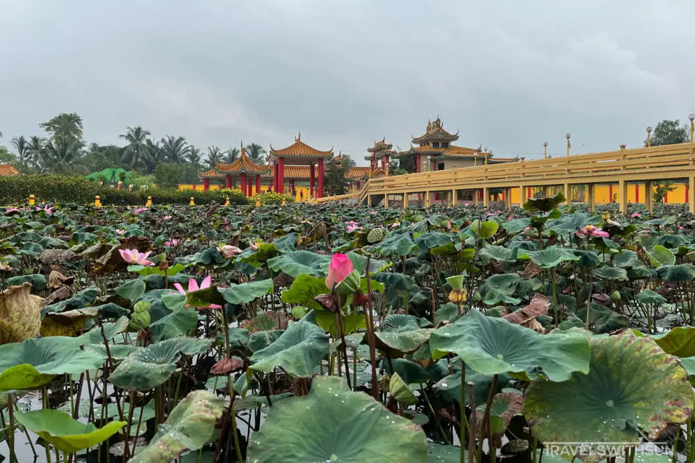 Lotus Pond At Seen Hock Yeen Confucius Temple In Chemor, Perak