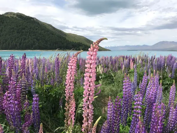 Lupin Flowers In Lake Tekapo New Zealand