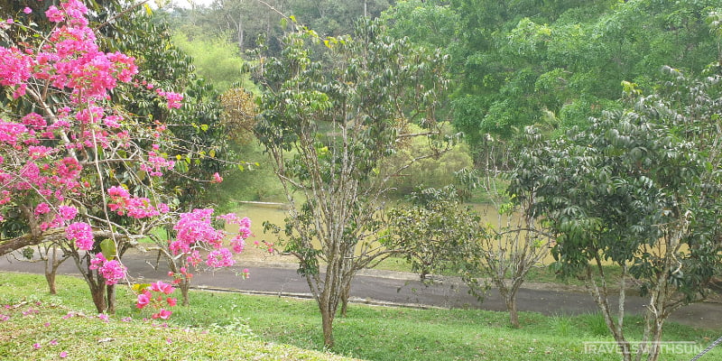 Lush Greenery At The Little Habitat Camping Site In Bentong