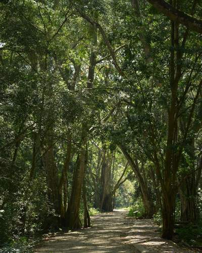Mangrove walk at Kuala Selangor Nature Park - Photo credits to chrisdai (Instagram)