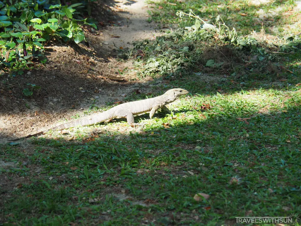 Monitor Lizard Wandering The Grounds Of Youth Park, Penang