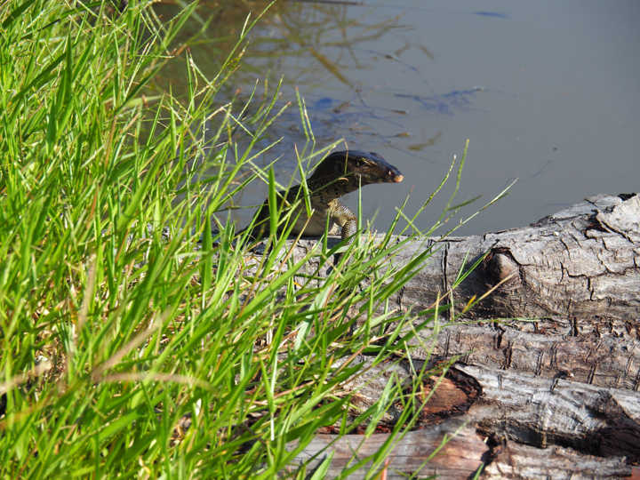 Monitor lizard spotted at the river near the charcoal factory in Kuala Sepetang